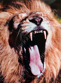 Diamond painting "Yawning lion"