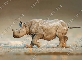 Diamond Painting "Rhino"