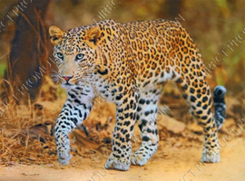 Diamond painting "Walking leopard "