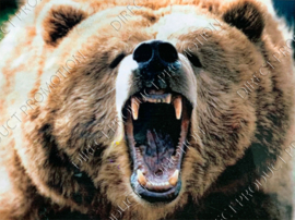 Diamond painting "Roaring bear"