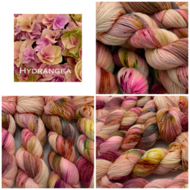 Hydrangea