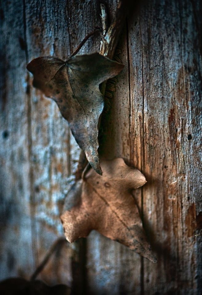 Blue, Brown & Rust Autumn - 4 weken in bfl sok - betaling in een keer