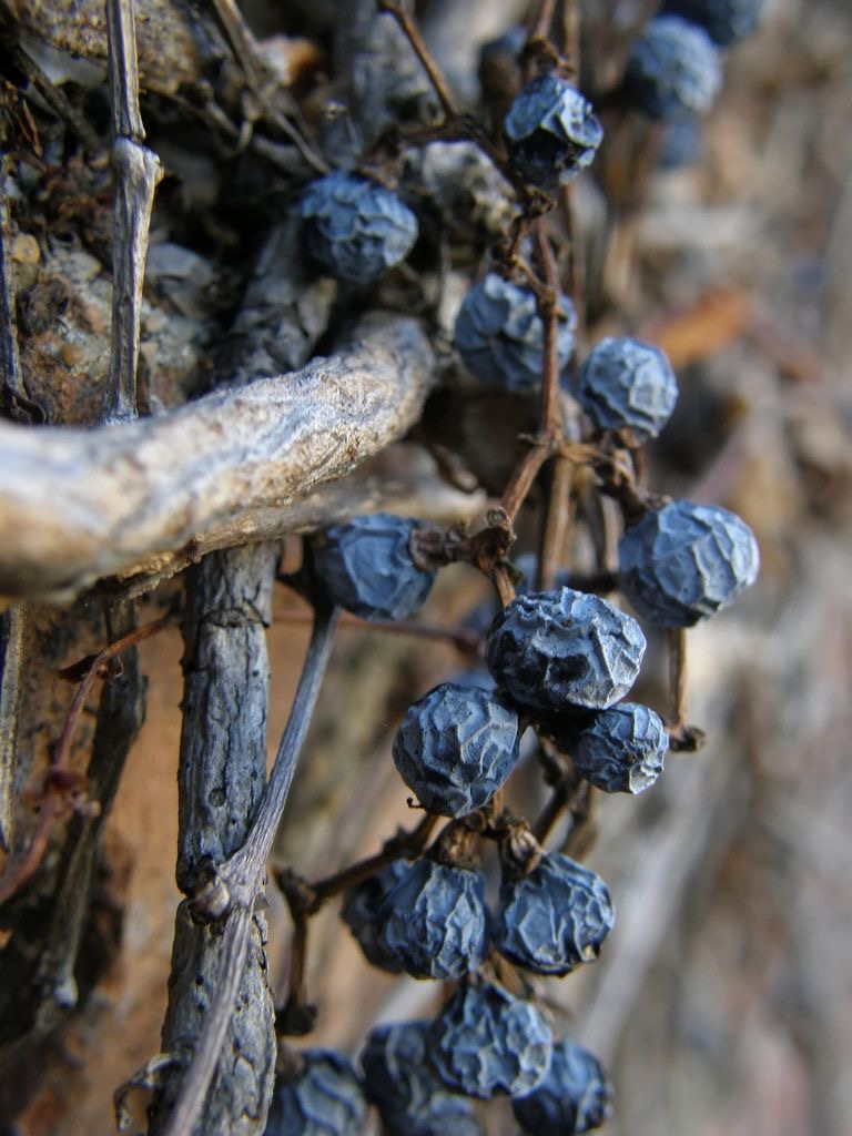 Blue, Brown & Rust Autumn - 4 weken in bfl sok - betaling in een keer