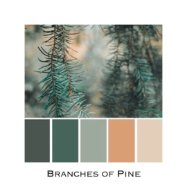 Branches of Pine
