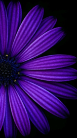 Purple, blue & teal - 12 dgn spin advent - betaling in termijnen (€50 bij aanmelding - rest op 31 mei)