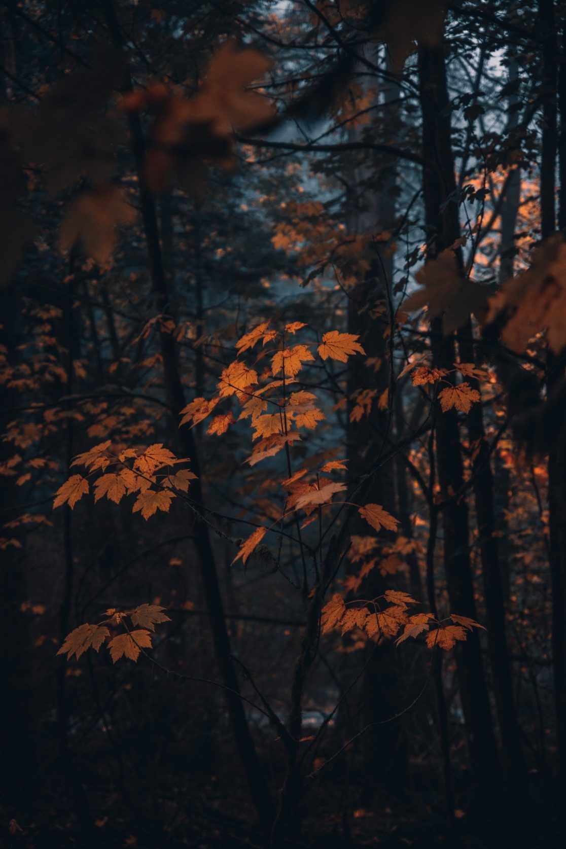 Blue, Brown & Rust Autumn - 4 weken in bfl sok - betaling in een keer