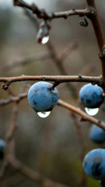 Bleak winterday...