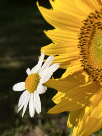 Lichtveertjes Zonnebloem