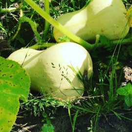 Eetbare Pompoen Waltham Butternut