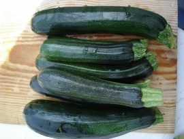 Courgette Black Beauty