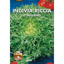 Andijvie Riccia d´Inverno