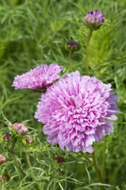 Cosmos Double Dutch Rose