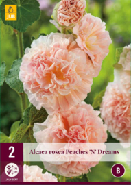 Alcea Rosea Peaches´N Dreams (reserveer alvast voor 2023)