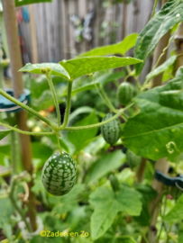 Cucamelon