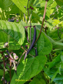 Stamboon Purple Queen