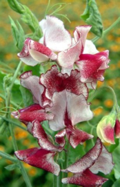 Lathyrus Odoratus Spencer Mars