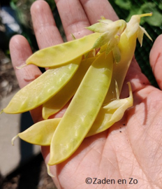 Peul Golden Sweet