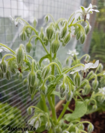 Borage WIT (komkommerkruid)