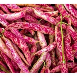 Borlotti Lingua di Fuoco