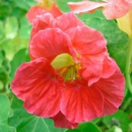 Oost-Indische kers Cherry Rose