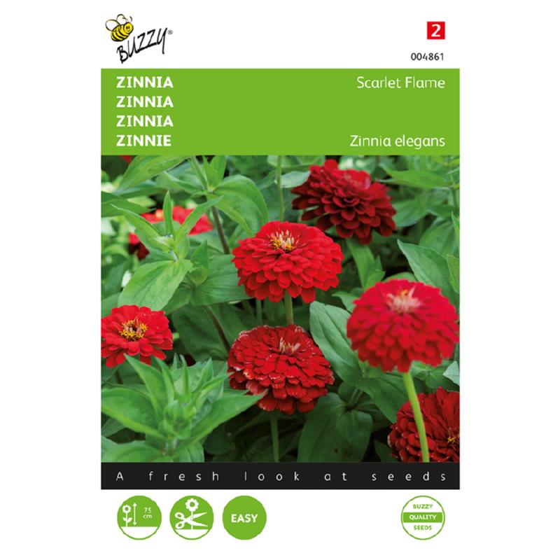 Zinnia Scarlet Flame