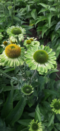 Echinacea  purpurea Alan's Pride