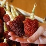 Mais Strawberry (Heirloom)