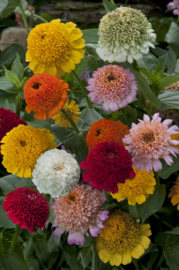 Zinnia Elegans Cresto mix