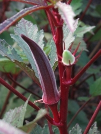 Okra Burgundy