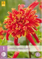 Dahlia Octopus Sparkle 