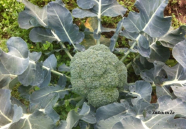 Broccoli Groene Calabrese Natalino