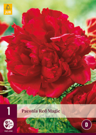 Paeonia Red Magic (reserveer alvast voor 2023)