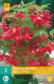 Begonia Pendula Rose/Pink - Reserveer nu