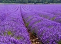 Echte Lavendel