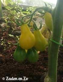 Tomaat Yellow Pear