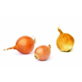 Plantui Stuttgarter Riesen 250gr - verwacht week 7