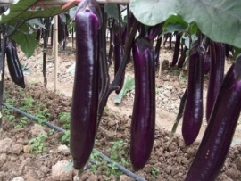 Aubergine Violetta Lunga 2