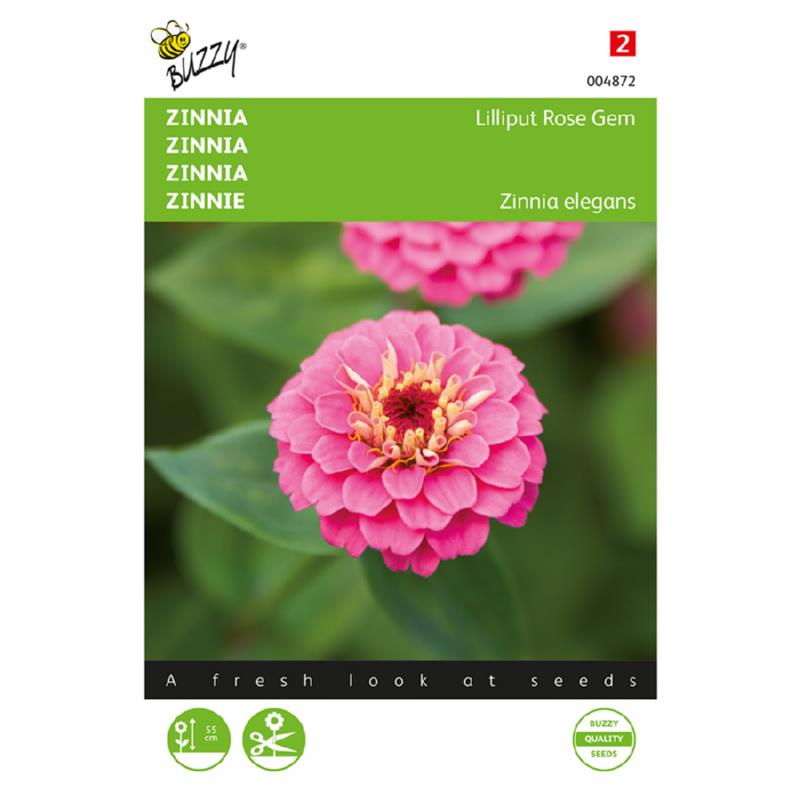 Zinnia Lilliput Rose Gem