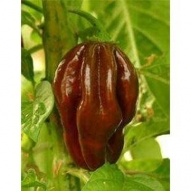 Hete Peper Habanero Chocolate