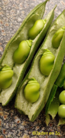 Tuinboon Driemaal Wit