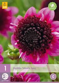 Dahlia Miss Amy