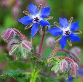 Borage (komkommerkruid)