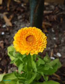 Calendula Orange King