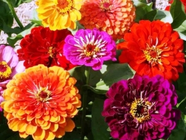 Zinnia Californische Reuzen gemengd