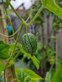 Cucamelon