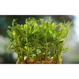 Microgreens Peashoots