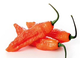 Hete Peper Naga Jolokia Red TPC