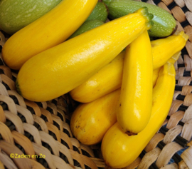 Courgette Goldena