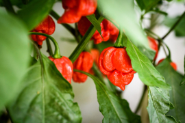 Hete Peper Dutch Reaper Chili Red F1