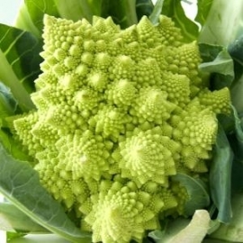 Bloemkool Romanesco Precoce